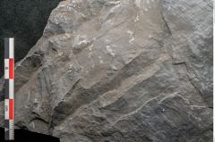 Foto (Detailansicht) von Calamites cistii Brongniart (NHMW-GEO-2024-0188-10984)